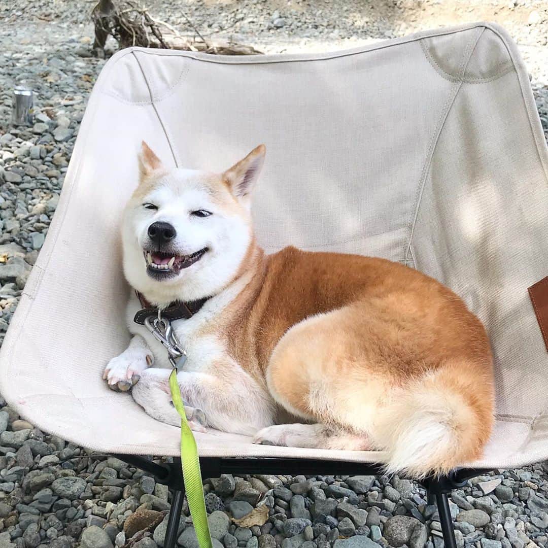 柴犬リリコのインスタグラム：「今日も朝から危険な暑さ🥵  #涼をお届け 🎐 #熱中症に注意 ⚠️」
