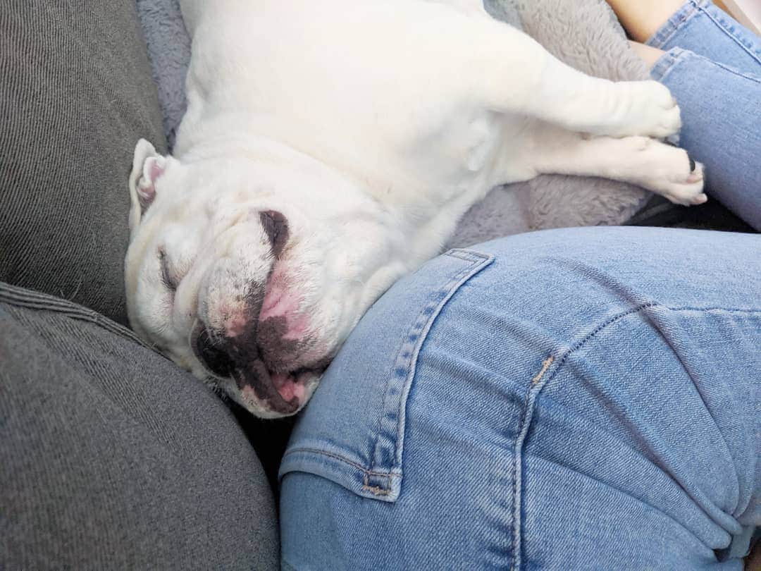Manny The Frenchieのインスタグラム：「Butt pillow 🤣」