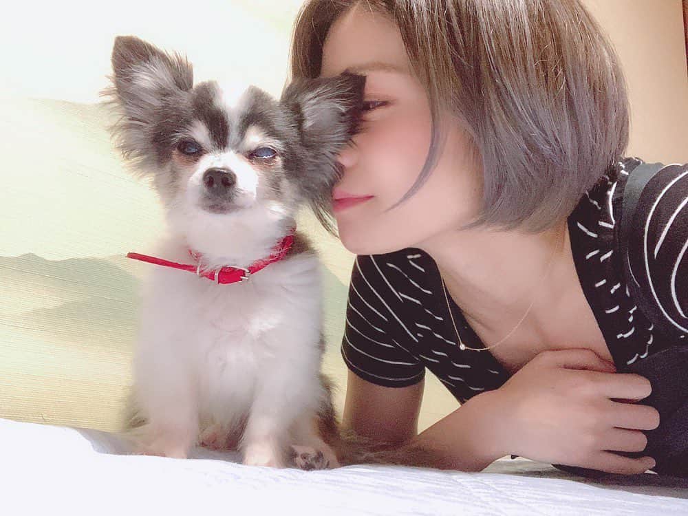 菜月アイルのインスタグラム：「はぁ・・・尊い・・💓 ・ ・  #ペット #ペットのいる生活  #チワワ #パピヨンに間違われがち #おじぃちゃん犬  #嫌われてたけど #いつの間にかベッタリ」