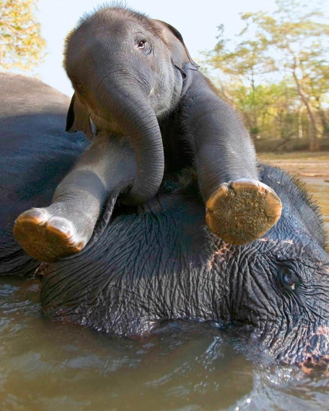 リッキー・ウィットルさんのインスタグラム写真 - (リッキー・ウィットルInstagram)「Protect them at all costs🙌🏾❤️🐘 One of the best days of my life was when this beautiful majestic 30+ strong herd of elephants came across our path in Johannesburg 💕 An experience I will never forget thanks to @comicconafrica_official @iddsmgmt so calm and gentle, friendly, curious and welcoming. Where they belong, wild and free, safe and together they said their goodbyes and continued on their way. A magical moment in the genius bossom of Mother Nature ❤️🙏🏾🙌🏾🐘 #worldelephantday #elephant #mothernature #wildandfree #elephantlover #comicconafrica2018 #awhittlememory if you don’t like elephants we can’t be friends, you’re also wrong😝🤷🏾‍♂️」8月13日 10時13分 - rickywhittle