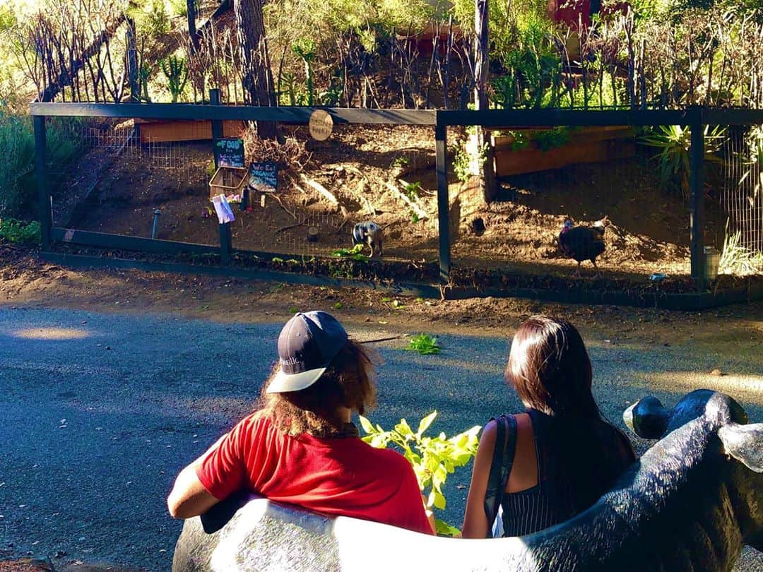 奥野彩加さんのインスタグラム写真 - (奥野彩加Instagram)「Sittin on the Cow-ch 🐄 at the Vegan Foo Ranch✨🤟😋🤓 @redfoo   めちゃくちゃ久々に再会〜！お家では大家族。犬5匹🐕、豚ちゃん🐖と七面鳥🦃。 楽しすぎ✨ #youtube 動画作るの楽しみ #許可貰って色々と撮影しました😆  #楽しみ にしてて下さい ❣️  #letsgo • • #テニス #トレーニング #アスリート #筋トレ #筋トレ女子 #スポーツ #アメリカ #tennis #sports #life #gym #training #fitness #athlete #tennisplayer  #redfoo #family #friends #memories #partyrock  #테니스  #운동 #love #california #malibu」8月13日 10時16分 - ayakaokuno