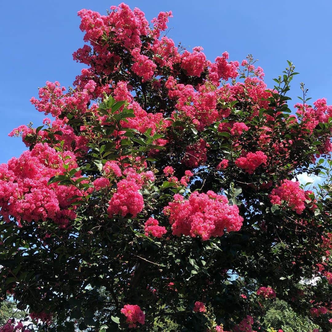 平松禎史さんのインスタグラム写真 - (平松禎史Instagram)「サルスベリがもりもり咲いております。」8月13日 10時26分 - hiramatz