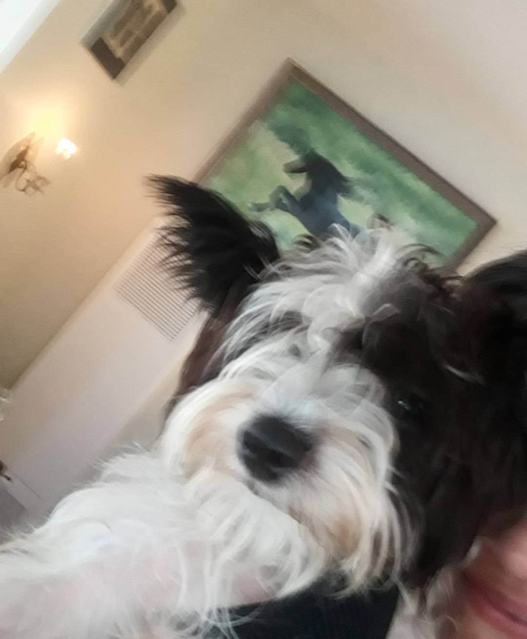 シャニン・ソサモンのインスタグラム：「she's patiently trying to get through this photo shoot i just had to do (on our way out the door for her walk). i'm still so terribly smitten」
