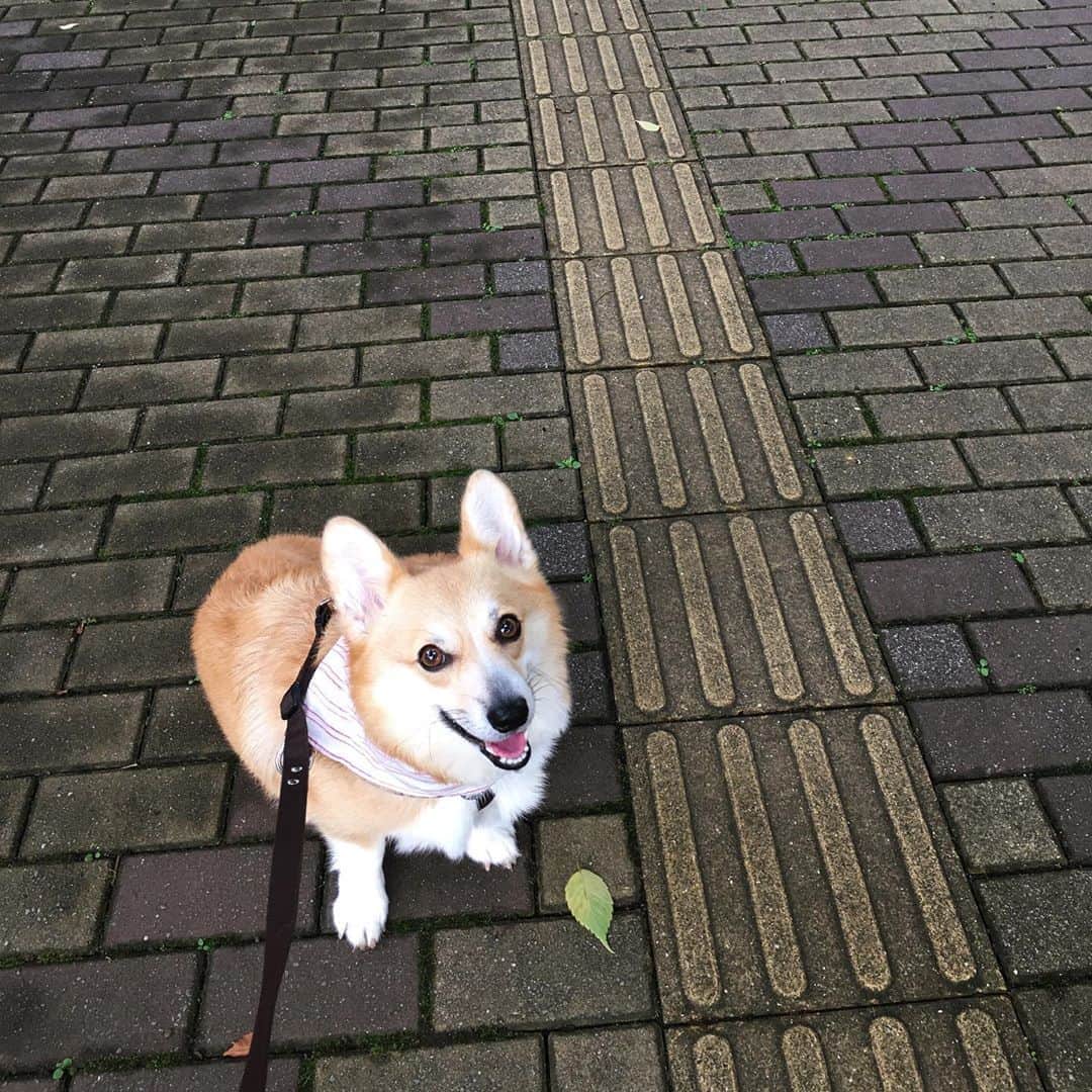 maggydaisyのインスタグラム：「_  手足を触られるのが苦手なモア うちに来て1年3ヶ月あまり 今朝、オテが出来るようになりましたー フセてるとき限定だけど オスワリしてのオテはまだ出来ませんー  #maggydaisymore20200813 #corgi  #コーギー #犬のいる暮らし #里親」