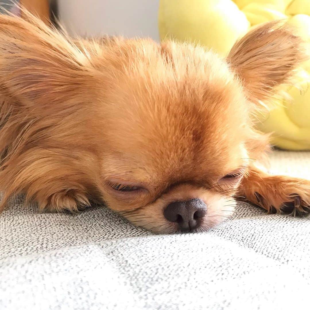 kayoのインスタグラム：「* * * ボク ね、ね、眠い。。。😪 * * kulio💗 * * #chihuahua#chihuahualove#dogstgram#dog#instadog#チワワ#チワワ大好き#チワワのいる暮らし * *」
