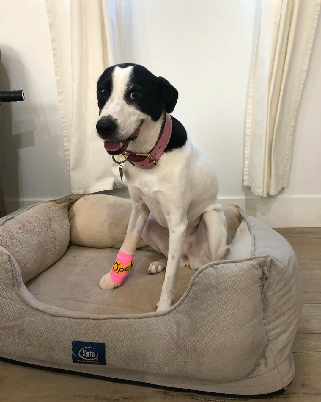 ロバート・バックリーのインスタグラム：「Opal loves her cast so much she won’t let any of us sign it. Rude.」