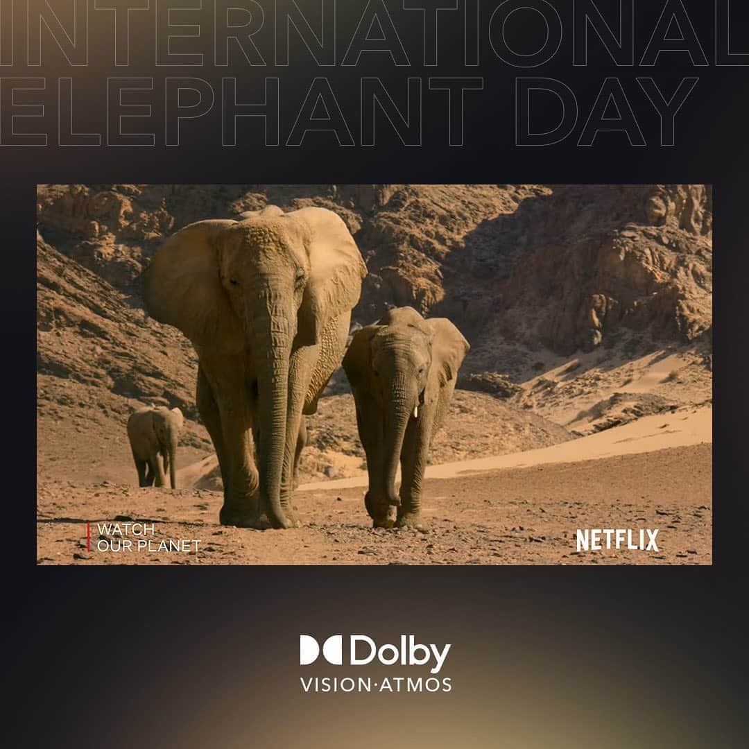 ドルビーラボラトリーズさんのインスタグラム写真 - (ドルビーラボラトリーズInstagram)「Preserve, protect, and remember. Celebrate #WorldElephantDay by observing them safely in the wild from your couch with Our Planet.⁣ ⁣ Watch it now in Dolby Vision® and Dolby Atmos®* on @Netflix.⁣ ⁣ *Device enabled with Dolby and Netflix premium subscription required」8月13日 2時14分 - dolbylabs