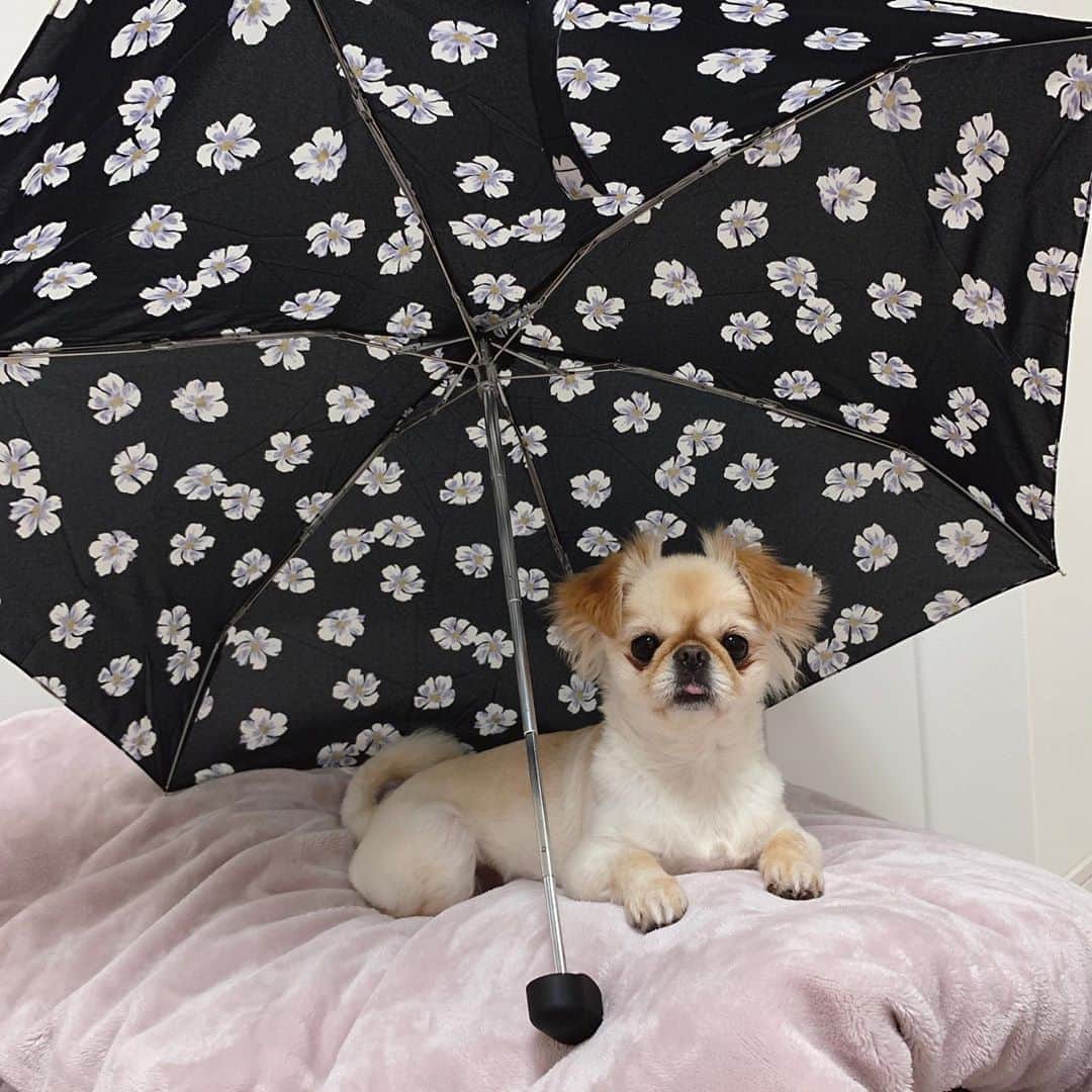吉川ちかさんのインスタグラム写真 - (吉川ちかInstagram)「可愛い日傘が欲しかったから 花柄の日傘を買いました🥺💓 . 柄かどタイプすぎて🌼 これは恵比寿駅の西口の アクセ＆コスメショップで 買いましたが フランフランとかでも 見てみたいな〜🥺💓 . ホワイト系の日傘も欲しい！ 最近本当に暑すぎる🤣 . #日傘#日傘と犬#ペきちわ#ペキチワ#花柄#日傘女子 #UVカット#購入品#可愛い」8月13日 2時23分 - yoshikawachika_1116