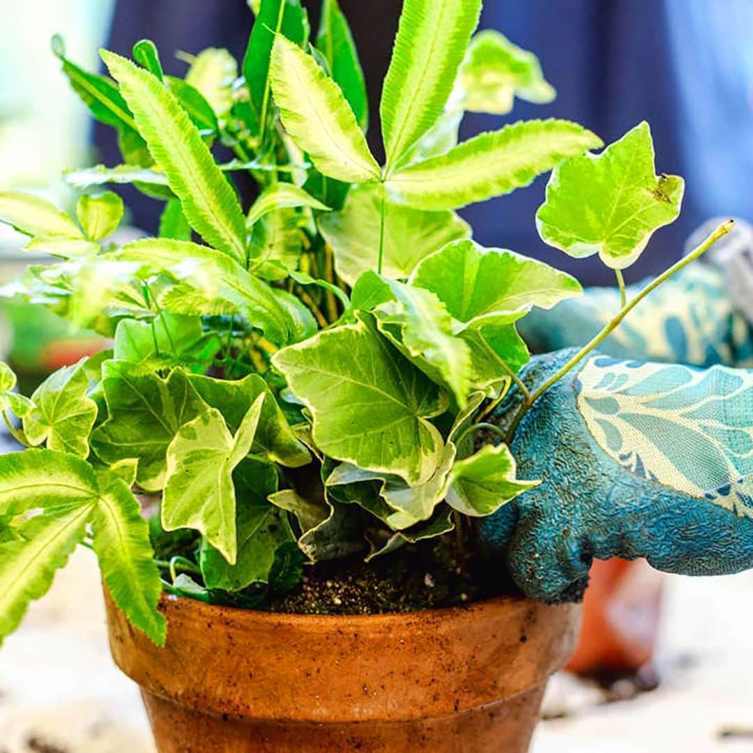 ニューヨーク植物園さんのインスタグラム写真 - (ニューヨーク植物園Instagram)「Small-space and container gardening has boomed in popularity for urban dwellers in recent months—and it's never too late to join in. . As many of us plant lovers know, gardening provides a sense of comfort and connection to nature that benefits our minds and bodies. Starting August 19, learn how to create and maintain your own container garden for a patio, terrace, or entryway with Daryl Beyers, #nybgadulted gardening coordinator and author of the @newgardenershandbook. Discover techniques for ensuring that your plants thrive through all four seasons. Hit the link in our bio to register for this online course. . #plantlove #nybgathome #museumfromhome #culturefromhome」8月13日 2時30分 - nybg