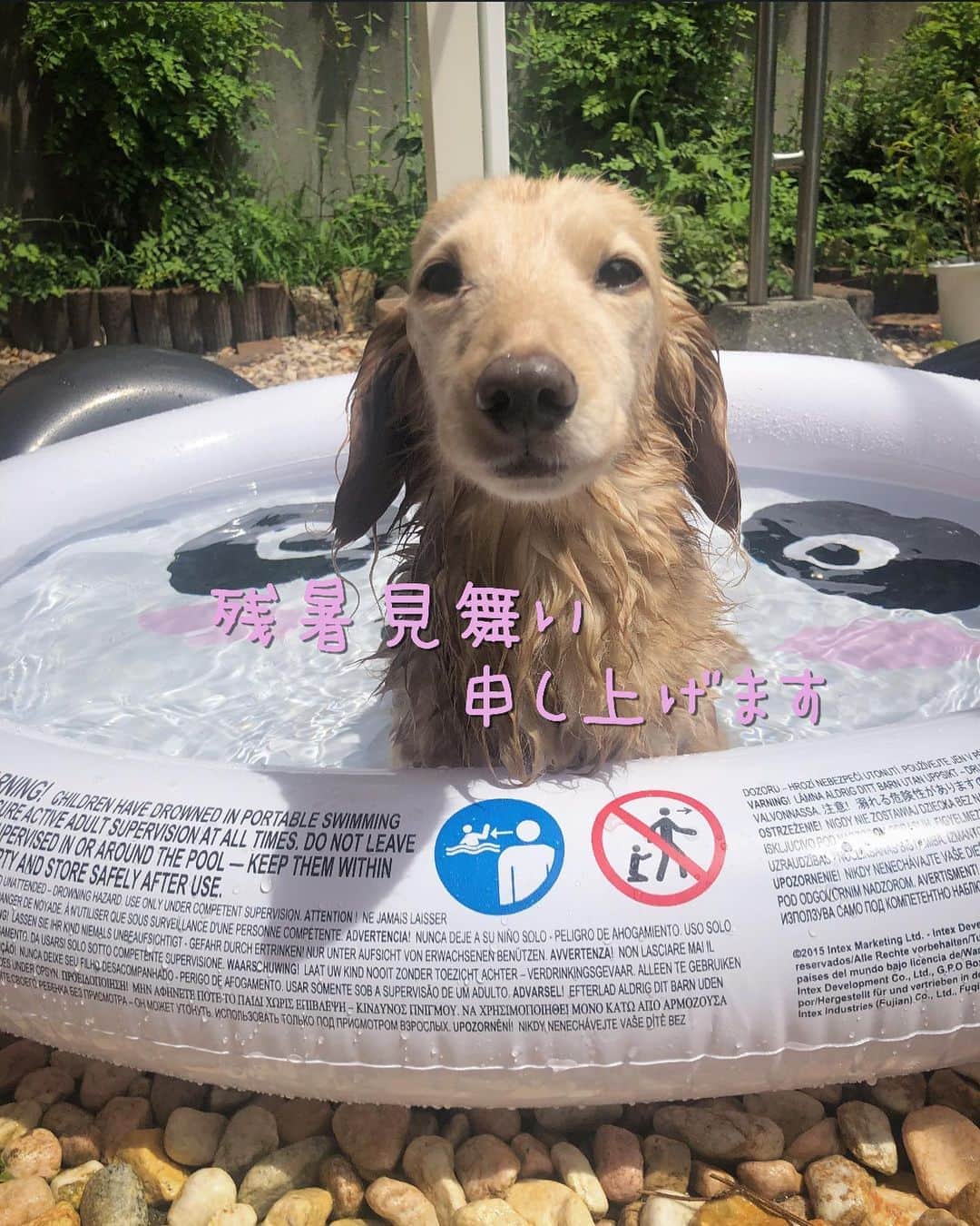 のインスタグラム：「衝動買いってダメですね…💸 浅すぎたぁ〜😂😭 #おうちプール 👙 #泳げないプール 🐼 #水浴び #お盆 🍆 #2020年夏  #Mダックス#ダックス#ミニチュアダックス #親父犬#シニア犬#ミニチュアダックスフンド #ミニチュアダックスクリーム#短足部 #短足犬#カニンヘンダックス #ダックス14歳#カニンヘンダックスフンド#犬は家族#犬のいる生活#シニアライフ#インスタでわんこみるのが日課 ♡♡」