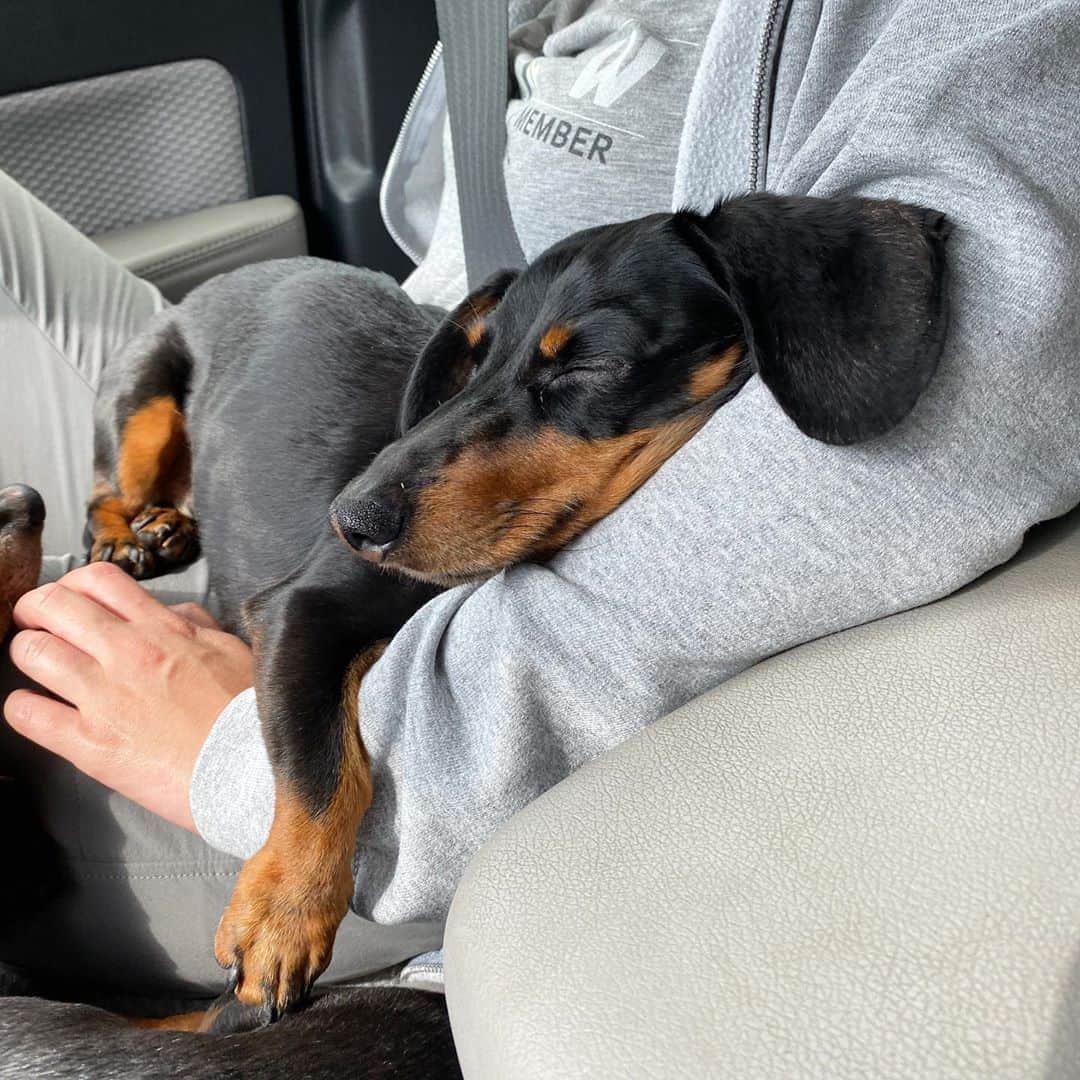 Crusoe the Celebrity Dachshundのインスタグラム：「“Always comfiest in Mum’s arms ❤️” ~ Crusoe」