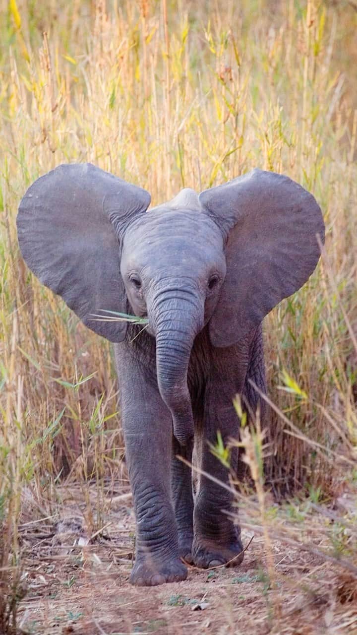Lonely Planetのインスタグラム：「HAPPY WORLD ELEPHANT DAY!🐘  The African elephant is a gentle giant, not to mention the earth’s largest land mammal and perhaps the most enduring symbol of nature’s grace and fragility. While elephants are a common sight when safariing in Africa, they are also facing unprecedented threats to their existence. The imperative to understand more about them and experience them in the wild has never been stronger.」