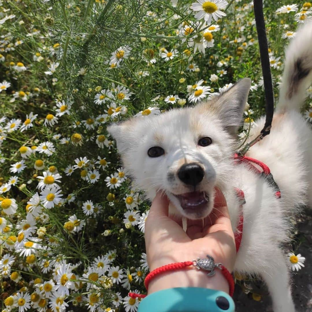 Rylaiさんのインスタグラム写真 - (RylaiInstagram)「Panda & Her Pals: the Red Georgian White pups!  Every video and every photo I receive of the pups currently at the ICG melts my soul! Look at these beautiful Red Georgian White babies.  How does one pick between them as to who gets to come to the Center and be loved by so many?  . I was told there are 10 foxes they are observing and deciding between.  We have raised enough for 6 of them.... can you help us raise more to bring as many of them as we can?  . While I don’t know what the future will hold for those that stay behind, I do know that they would be adored, loved and spoiled with us! They would be the voice for the souls in despair and pain on every fur farm, and they will help raise money for the rescue of those captive bred foxes.  . The Red Georgian White color morph of the Red fox is my favorite color. What is your favorite color?  . If you want to support #NoFoxLeftBehind please help by donating to the link below:  https://donorbox.org/help-us-save-foxes-the-panda-her-pals-project . Or book a Special Fox Encounter In August! All encounters are earmarked towards the #PPP in August!!!  . . . #foxesofig #russian #whatdidshesay #russianfoxes #russiandomesticatedfoxes #lovefoxes #foxybabies #babies #pups #savethemall #support #fundraise #sandiego #instagram #instadaily #instagood #puppues #canids #conservation #animalwelfare」8月13日 4時00分 - jabcecc