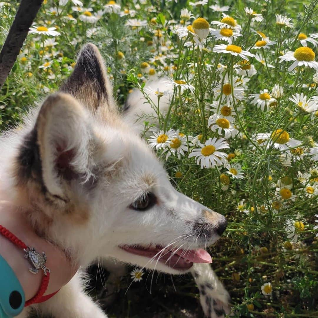 Rylaiさんのインスタグラム写真 - (RylaiInstagram)「Panda & Her Pals: the Red Georgian White pups!  Every video and every photo I receive of the pups currently at the ICG melts my soul! Look at these beautiful Red Georgian White babies.  How does one pick between them as to who gets to come to the Center and be loved by so many?  . I was told there are 10 foxes they are observing and deciding between.  We have raised enough for 6 of them.... can you help us raise more to bring as many of them as we can?  . While I don’t know what the future will hold for those that stay behind, I do know that they would be adored, loved and spoiled with us! They would be the voice for the souls in despair and pain on every fur farm, and they will help raise money for the rescue of those captive bred foxes.  . The Red Georgian White color morph of the Red fox is my favorite color. What is your favorite color?  . If you want to support #NoFoxLeftBehind please help by donating to the link below:  https://donorbox.org/help-us-save-foxes-the-panda-her-pals-project . Or book a Special Fox Encounter In August! All encounters are earmarked towards the #PPP in August!!!  . . . #foxesofig #russian #whatdidshesay #russianfoxes #russiandomesticatedfoxes #lovefoxes #foxybabies #babies #pups #savethemall #support #fundraise #sandiego #instagram #instadaily #instagood #puppues #canids #conservation #animalwelfare」8月13日 4時00分 - jabcecc