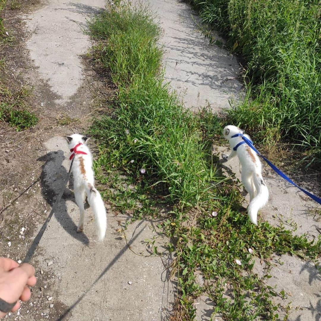 Rylaiさんのインスタグラム写真 - (RylaiInstagram)「Panda & Her Pals: the Red Georgian White pups!  Every video and every photo I receive of the pups currently at the ICG melts my soul! Look at these beautiful Red Georgian White babies.  How does one pick between them as to who gets to come to the Center and be loved by so many?  . I was told there are 10 foxes they are observing and deciding between.  We have raised enough for 6 of them.... can you help us raise more to bring as many of them as we can?  . While I don’t know what the future will hold for those that stay behind, I do know that they would be adored, loved and spoiled with us! They would be the voice for the souls in despair and pain on every fur farm, and they will help raise money for the rescue of those captive bred foxes.  . The Red Georgian White color morph of the Red fox is my favorite color. What is your favorite color?  . If you want to support #NoFoxLeftBehind please help by donating to the link below:  https://donorbox.org/help-us-save-foxes-the-panda-her-pals-project . Or book a Special Fox Encounter In August! All encounters are earmarked towards the #PPP in August!!!  . . . #foxesofig #russian #whatdidshesay #russianfoxes #russiandomesticatedfoxes #lovefoxes #foxybabies #babies #pups #savethemall #support #fundraise #sandiego #instagram #instadaily #instagood #puppues #canids #conservation #animalwelfare」8月13日 4時00分 - jabcecc