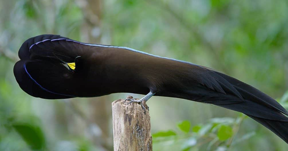 Tim Lamanさんのインスタグラム写真 - (Tim LamanInstagram)「Photos by @TimLaman.  A displaying male Black Sicklebill, one of the species I filmed for the Netflix documentary “Dancing With The Birds”, which I’m excited to share has just been nominated for three Emmy awards, including “Outstanding Nature Documentary”! The Black Sicklebill is part of the Bird-of-Paradise family, and one of a number of remarkable birds whose performances we documented for this film.  Those long floppy feathers on his shoulders are not his wings, but just used for transforming him into the incredible shape you see in shot 1 from the front, and shot 3 from behind.   Have you seen the film?  If so, let me know what you thought.  If you haven’t, check it out on Netflix.  Narrated by Stephen Fry, it takes a novel and whimsical look at bird displays, and I think the whole family will enjoy it.  Congrats to Director Huw Cordey of Silverback Films and the whole team!  #DancingWithTheBirds #BlackSicklebill #Birdsofparadise #Papua @RedDigitalCinema #ShotonRED」8月13日 4時04分 - timlaman