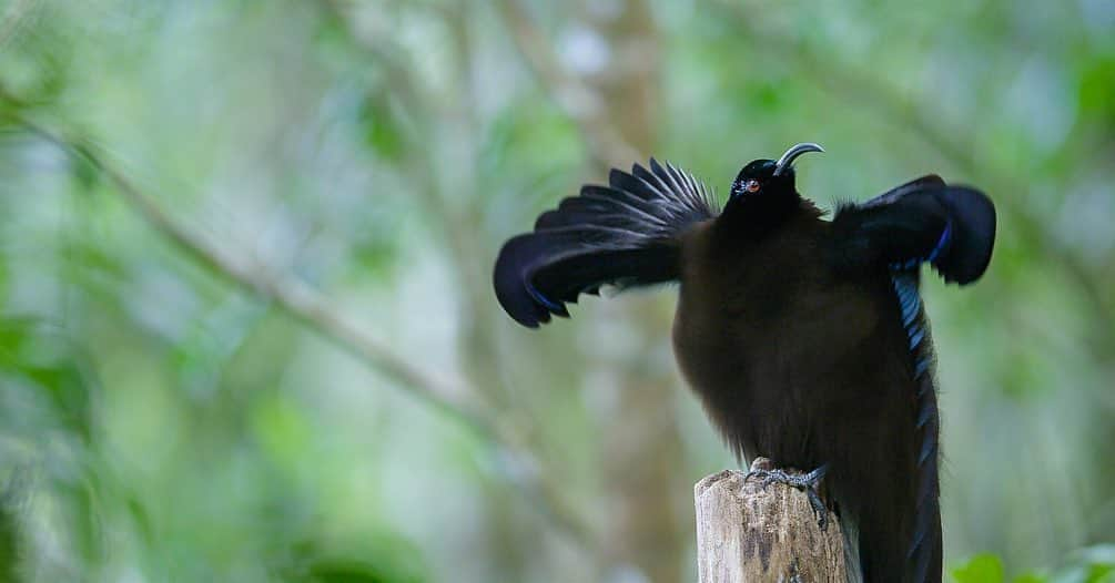 Tim Lamanさんのインスタグラム写真 - (Tim LamanInstagram)「Photos by @TimLaman.  A displaying male Black Sicklebill, one of the species I filmed for the Netflix documentary “Dancing With The Birds”, which I’m excited to share has just been nominated for three Emmy awards, including “Outstanding Nature Documentary”! The Black Sicklebill is part of the Bird-of-Paradise family, and one of a number of remarkable birds whose performances we documented for this film.  Those long floppy feathers on his shoulders are not his wings, but just used for transforming him into the incredible shape you see in shot 1 from the front, and shot 3 from behind.   Have you seen the film?  If so, let me know what you thought.  If you haven’t, check it out on Netflix.  Narrated by Stephen Fry, it takes a novel and whimsical look at bird displays, and I think the whole family will enjoy it.  Congrats to Director Huw Cordey of Silverback Films and the whole team!  #DancingWithTheBirds #BlackSicklebill #Birdsofparadise #Papua @RedDigitalCinema #ShotonRED」8月13日 4時04分 - timlaman