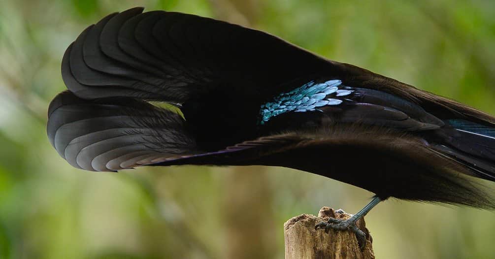 Tim Lamanさんのインスタグラム写真 - (Tim LamanInstagram)「Photos by @TimLaman.  A displaying male Black Sicklebill, one of the species I filmed for the Netflix documentary “Dancing With The Birds”, which I’m excited to share has just been nominated for three Emmy awards, including “Outstanding Nature Documentary”! The Black Sicklebill is part of the Bird-of-Paradise family, and one of a number of remarkable birds whose performances we documented for this film.  Those long floppy feathers on his shoulders are not his wings, but just used for transforming him into the incredible shape you see in shot 1 from the front, and shot 3 from behind.   Have you seen the film?  If so, let me know what you thought.  If you haven’t, check it out on Netflix.  Narrated by Stephen Fry, it takes a novel and whimsical look at bird displays, and I think the whole family will enjoy it.  Congrats to Director Huw Cordey of Silverback Films and the whole team!  #DancingWithTheBirds #BlackSicklebill #Birdsofparadise #Papua @RedDigitalCinema #ShotonRED」8月13日 4時04分 - timlaman