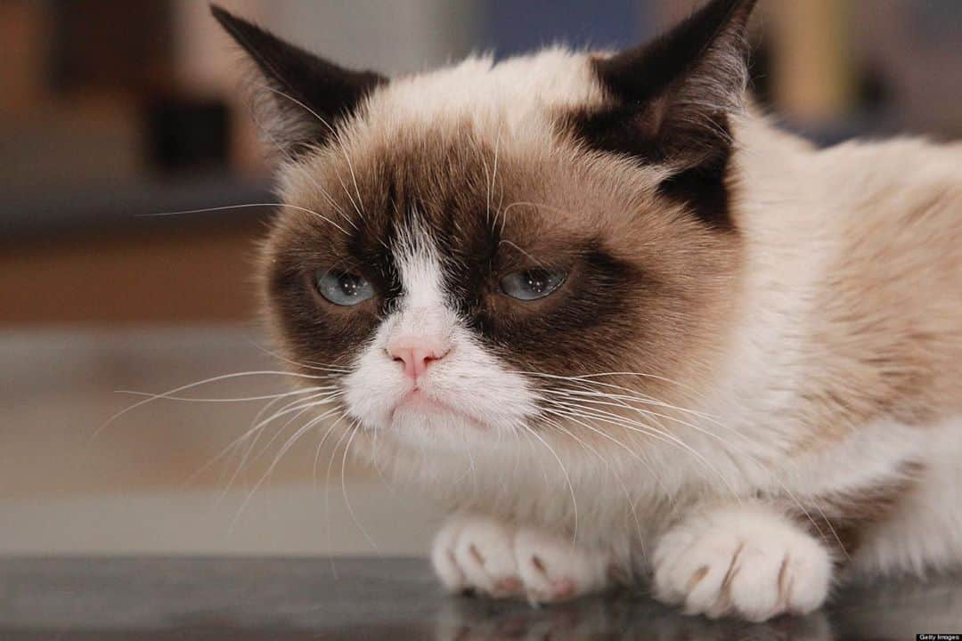 Grumpy Catさんのインスタグラム写真 - (Grumpy CatInstagram)8月13日 4時52分 - realgrumpycat