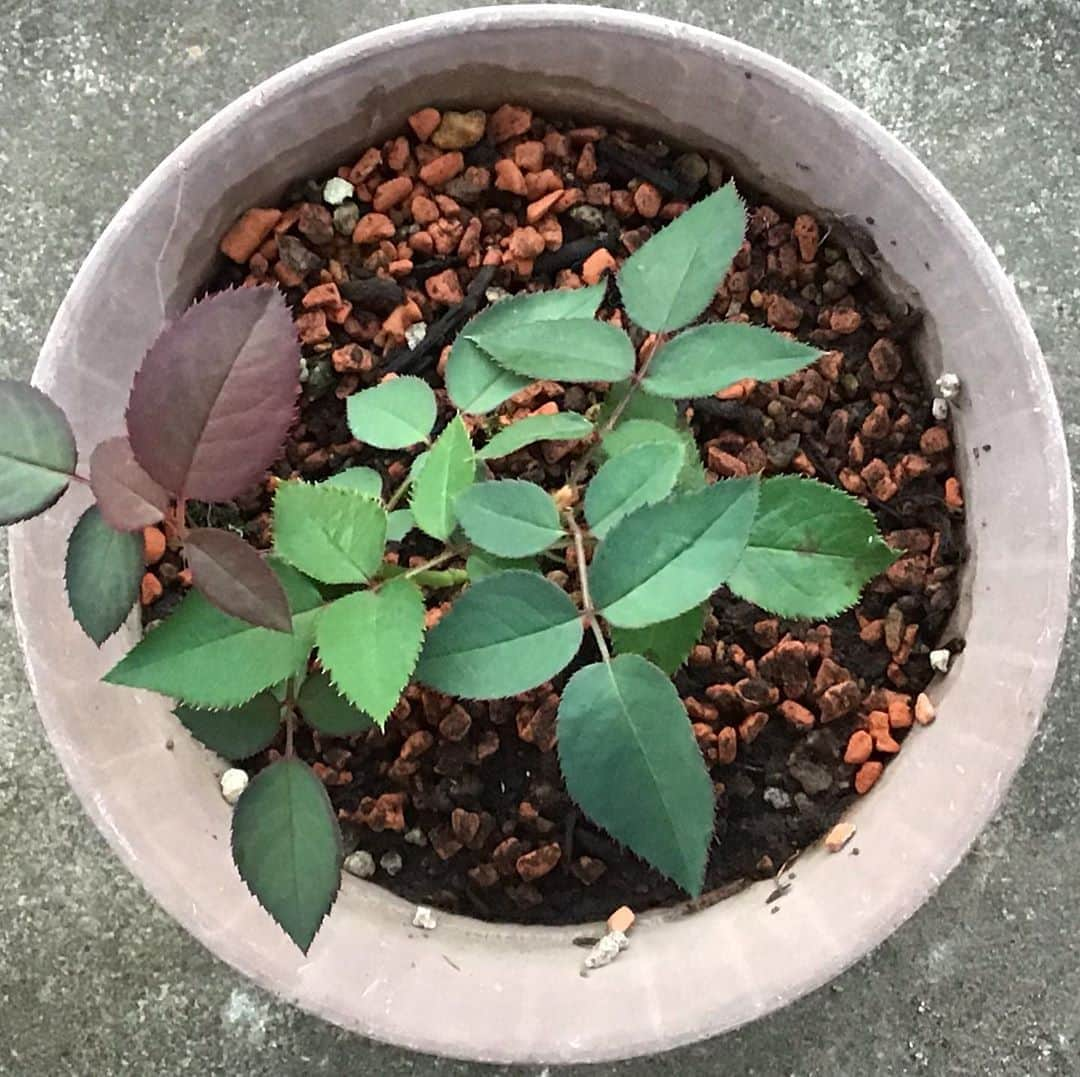 柴田淳さんのインスタグラム写真 - (柴田淳Instagram)「８月１３日の新芽ちゃん🌿 鉢植えを動かしてなかったので、あっち向いちゃった💦 #薔薇 #品種改良 #種 #発芽」8月13日 5時03分 - shibatajun_official