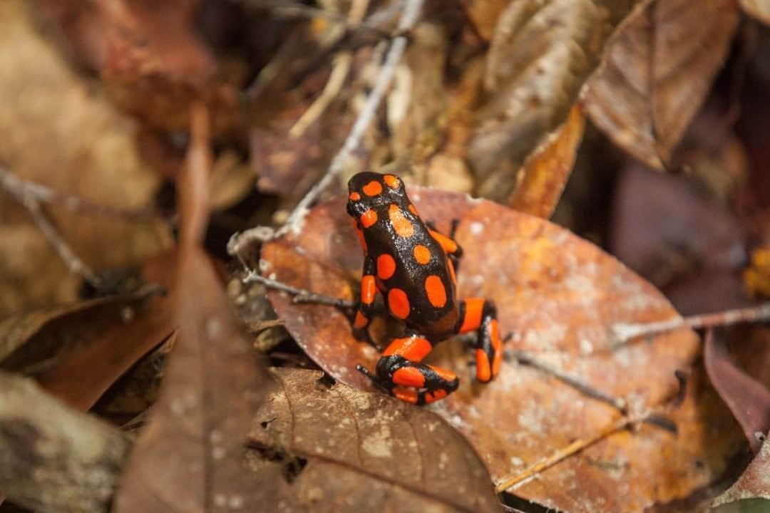 National Geographic Travelさんのインスタグラム写真 - (National Geographic TravelInstagram)「Photo by @juancristobalcobo  A poison dart frog rests in the jungle at Carrizalito in Nuquí, Colombia. The small village of Nuquí is situated in the region of Chocó, in the northwestern part of the country. The area, one of the most biodiverse on the planet, is presently threatened by a plan to construct a megaport that would bring irreparable damage to this rainforest. #colombia #chocó #nuquí」8月13日 5時05分 - natgeotravel