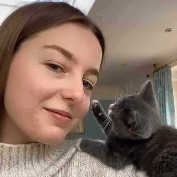Pleasant Catsのインスタグラム：「"I can't believe you're mine" says the kitten 😂  From oriapolly - on tiktok  #pleasantcats」