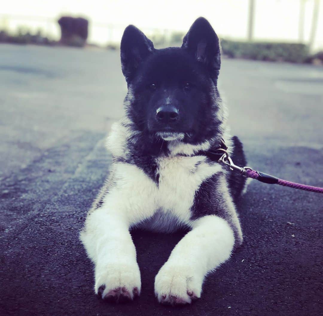 エリック・クリスチャン・オルセンのインスタグラム：「Guys, I'm having a existential crisis that my paws are too big for my body.」