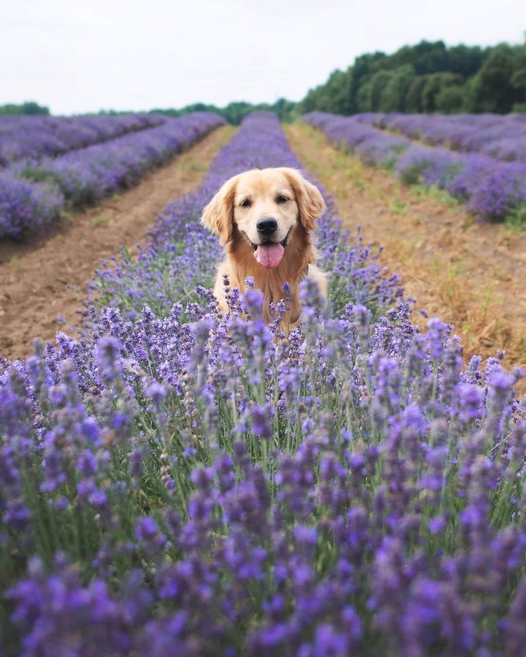 9GAGさんのインスタグラム写真 - (9GAGInstagram)「“Don’t you wish you could scratch & sniff the lavender 💜” Follow @barked for more cute dogs! - 📷 @lizzie.bear - #barked #GoldenRetriever #9gag」8月13日 6時00分 - 9gag