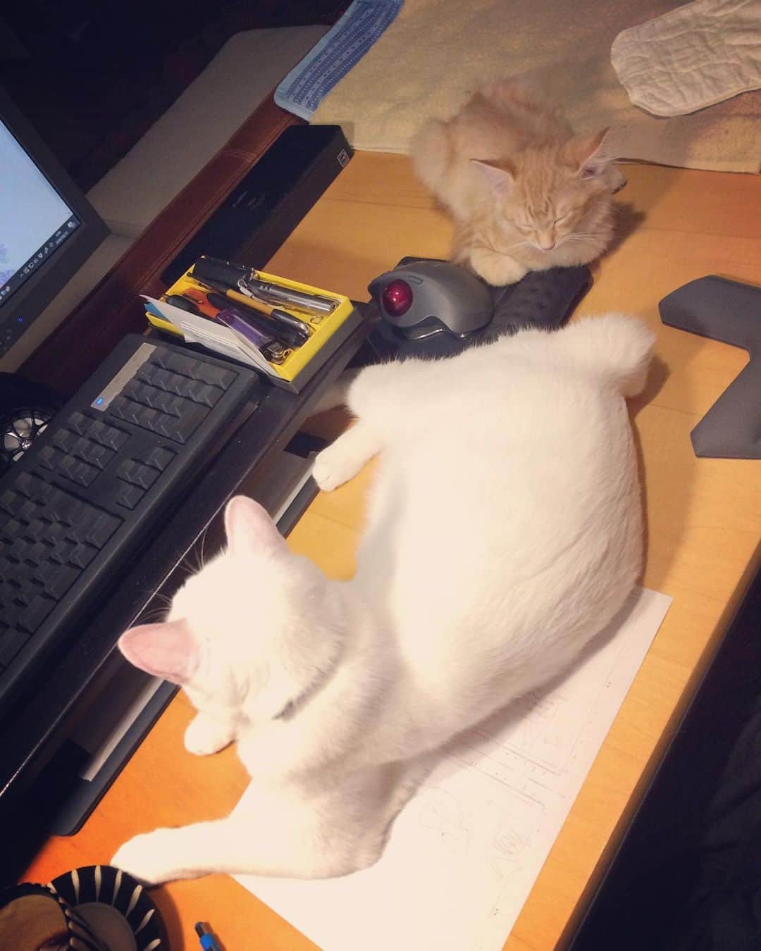 岡田屋鉄蔵のインスタグラム：「ベテランの風格。 つっても君もまだ半年足らずのキャリアやで？」