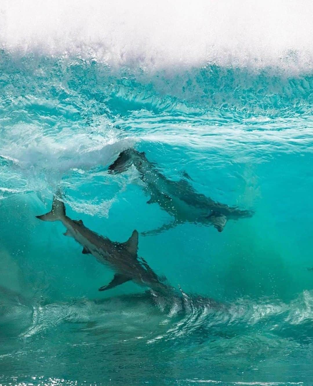 Costa Sunglassesのインスタグラム：「Double-barreled. 📷: @seanscottphotography #SeeWhatsOutThere #BornOnTheWater #SharkWeek」