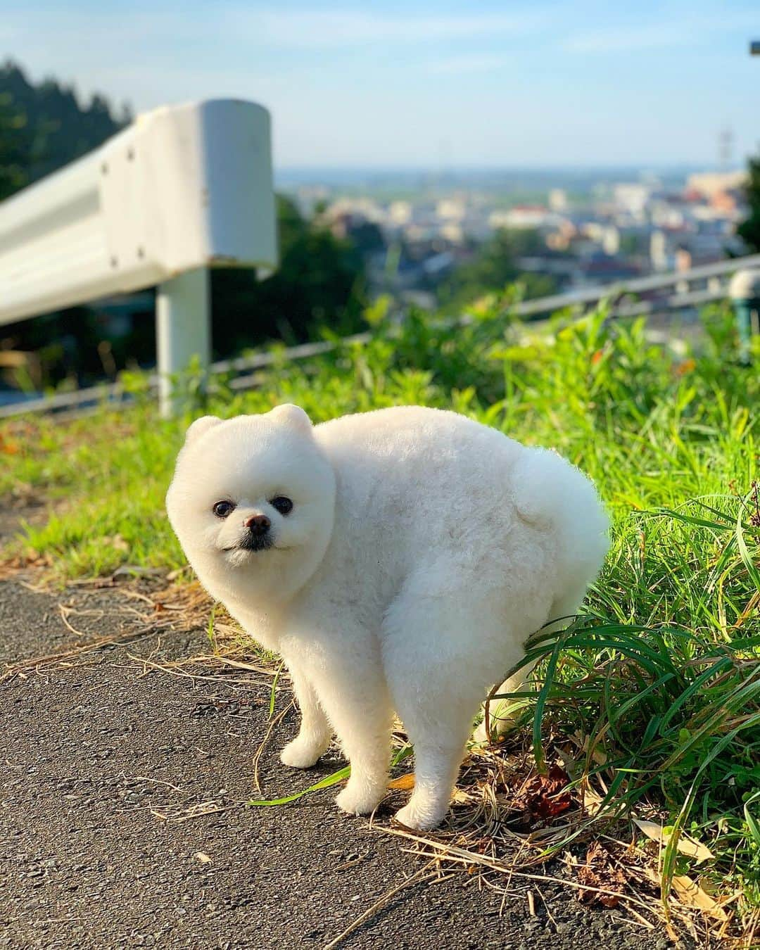 ニコちゃんさんのインスタグラム写真 - (ニコちゃんInstagram)「お盆ジュ〜ル❣️帰省自粛にともない、全国どこでもお墓参り代行ビジネス始めました🐶👮🏻‍♀️✨お墓参り代行料は、ご依頼一件あたりたったお芋一本です🍠🐶💗ご検討の方は、詳細ハッシュタグをご確認やっほいお願いします🐶👮🏻‍♀️💕 #お盆ジュール #お盆 #お墓参り代行サービス始めました #お墓参り代行料お芋一本 #税込 #二人工 #車で移動しますが交通費は航空機及び公共交通機関利用の料金で別途請求 #宿泊費別途請求 #基本的に星野リゾート利用します #近場でも宿泊します #お墓清掃料別途請求 #お花代別途請求 #日比谷花壇 #お供え物別途請求 #コージーコーナー #お水はサービス #ボルヴィック使用します #ご依頼より2年以内には実施します #ご報告は写メ #その他別途請求 #ご依頼お待ちしております #ベッド購入 #ポメリズム #ポメラニアン #白ポメ #pomeranian」8月13日 6時46分 - nico_susukita