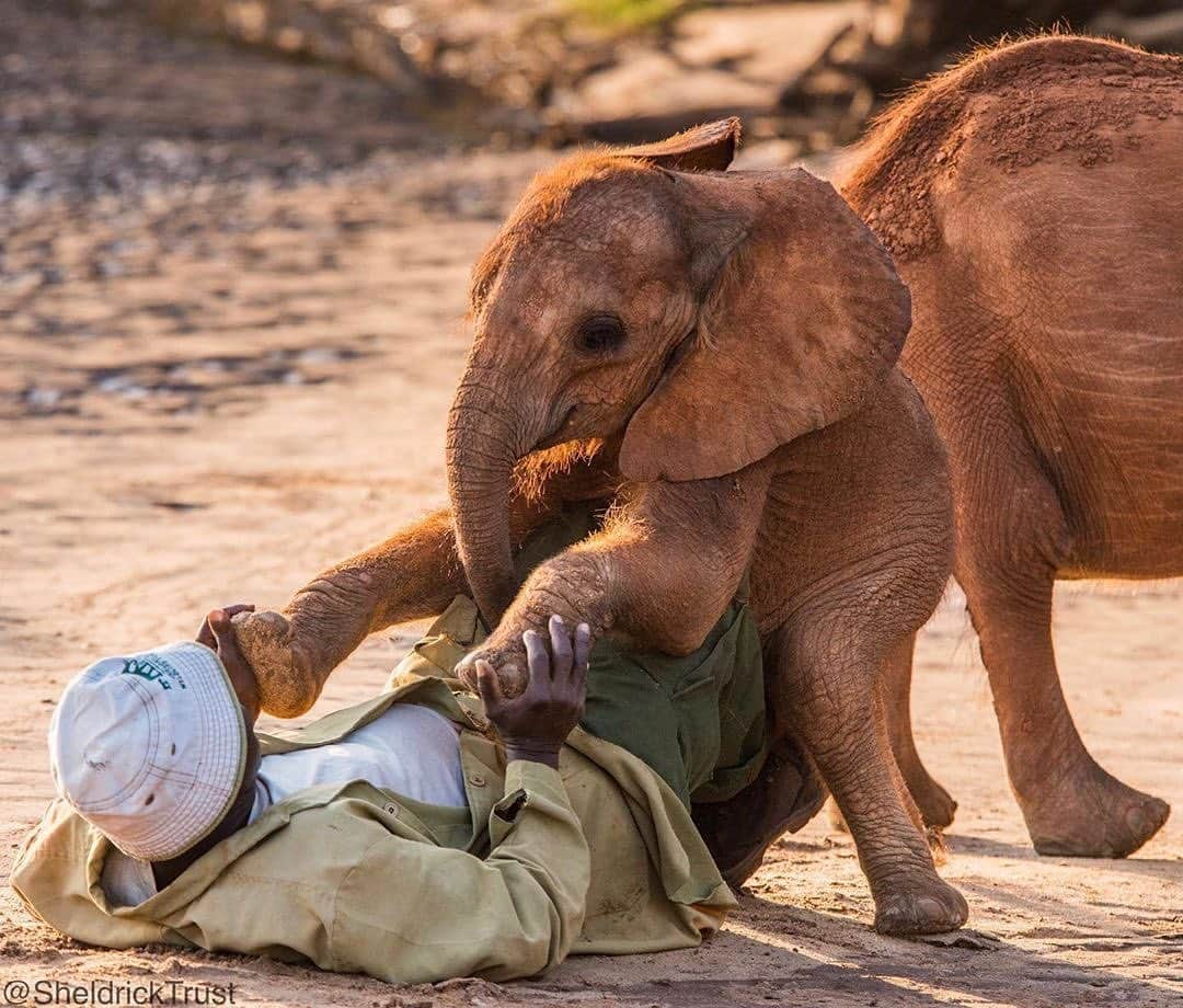 クリスティン・デイヴィスさんのインスタグラム写真 - (クリスティン・デイヴィスInstagram)「It’s #worldelephantday and I want to celebrate everyone who supports conservation and loves elephants . While illegal poaching remains a threat , places like Kenya ( where @sheldricktrust is) have made huge efforts to stop poaching and protect the wild beings who live there. I am so grateful for their success and this would not be possible without the support of so many of you. From the bottom of my heart THANK YOU ! 🙏🏼🐘🙏🏼🐘🙏🏼🐘🙏🏼🐘❤️」8月13日 7時11分 - iamkristindavis