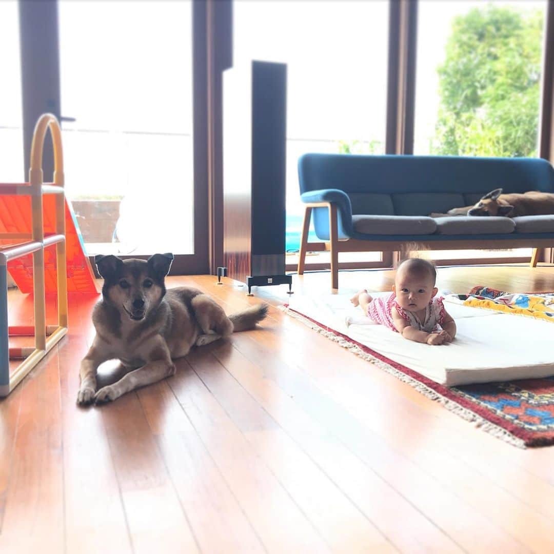 のインスタグラム：「おはようございます☀ 可愛い四つん這いが三匹🐶👶🐶❤️  あまりに暑くて、思わず主人のお母さんにクーラーをちゃんとつけているか電話してしまいました🤣🤣🤣 気になったらすぐに電話‼️ 声を聞くのはとても大切なことです❤️  皆さんも、熱中症にはくれぐれも気をつけましょうね^ ^  今年は帰省できない方、たくさんいると思いますが 声を聞くだけでも違いますよねー！  今日も、いい一日になりますように！💛🕊  #可愛い#👦👧👶🐶🐶🐱 #サクモンピーとの生活 #いつかの朝 #三人の母#次女#四ヶ月 #癒し担当」