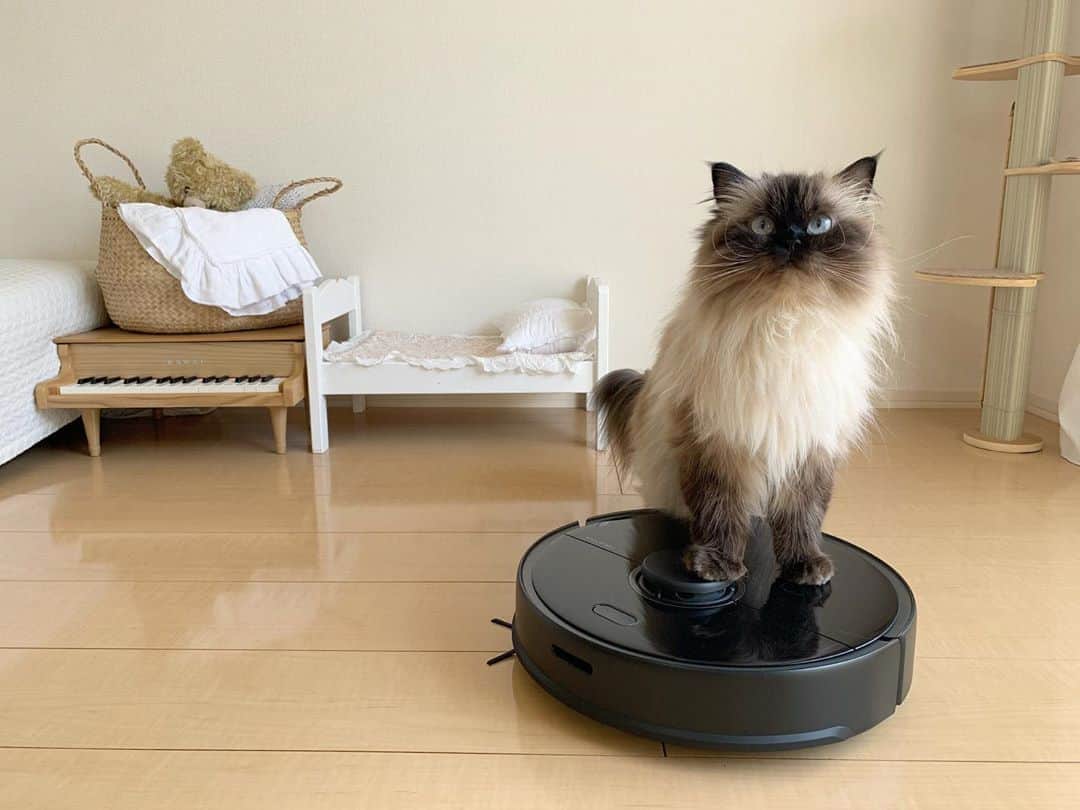 plumeさんのインスタグラム写真 - (plumeInstagram)「遂に我が家にもロボット掃除機 @roborock.japan がやってきました🤖✨  今までの掃除機じゃ、排気風がすごくてプリュムの毛が舞ってしまって…🌪  特にベビのご飯後が悲惨だこと…😅💦 子供と居るととにかく毎日する事が多くて…時間も体力も限界な日々から少しでも開放されて本当に嬉しい🥺🙏✨  自分で掃除するより綺麗にしてくれて大満足😻👍  何より掃き掃除、拭き掃除まで1台でできるなんて素晴らしすぎる🧹🧼👼🏼✨　  プレゼントキャンペーンもやってるので是非 @roborock.japan 見てね💁🏻‍♀️✔︎  #roborock #ロボロック #ロボロックのある生活 #roborockpr  . . . . #プリュムのいる生活 #猫のいる暮らし  #ヒマラヤン  #赤ちゃんと猫 #ヒマラニャンズ  #猫  #ペコねこ部#掃除機#ロボット掃除機#家事#時短家事#家電#pr#Vacuumcleaner #子供のいる暮らし#🐈 #고양이  #ilovecats  #himalayancat  #catsofinstagram  #catloversclub  #bestmeow#bestcats_oftheworld  #weeklyfluff  #bestanimal #cutepetclub」8月13日 7時18分 - plumestagram