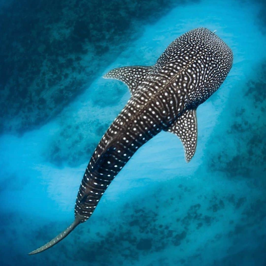 トームさんのインスタグラム写真 - (トームInstagram)「Just a week ago we swam with #WhaleSharks in the #carribean waters just beyond Mexico #repost @oceanconservancy WhaleWednesday + #SharkWeek = Whale Shark Wednesday! 🤩 Did you know? 🌊✨ A whale shark’s spotted pattern is completely distinct; they all have unique markings, just like a human fingerprint. The spots can be white, yellow and gray, and are displayed in a checkerboard pattern. 🐳🦈 Beautiful photo by @jesshaddenphoto. 🎥」8月13日 7時25分 - tomenyc