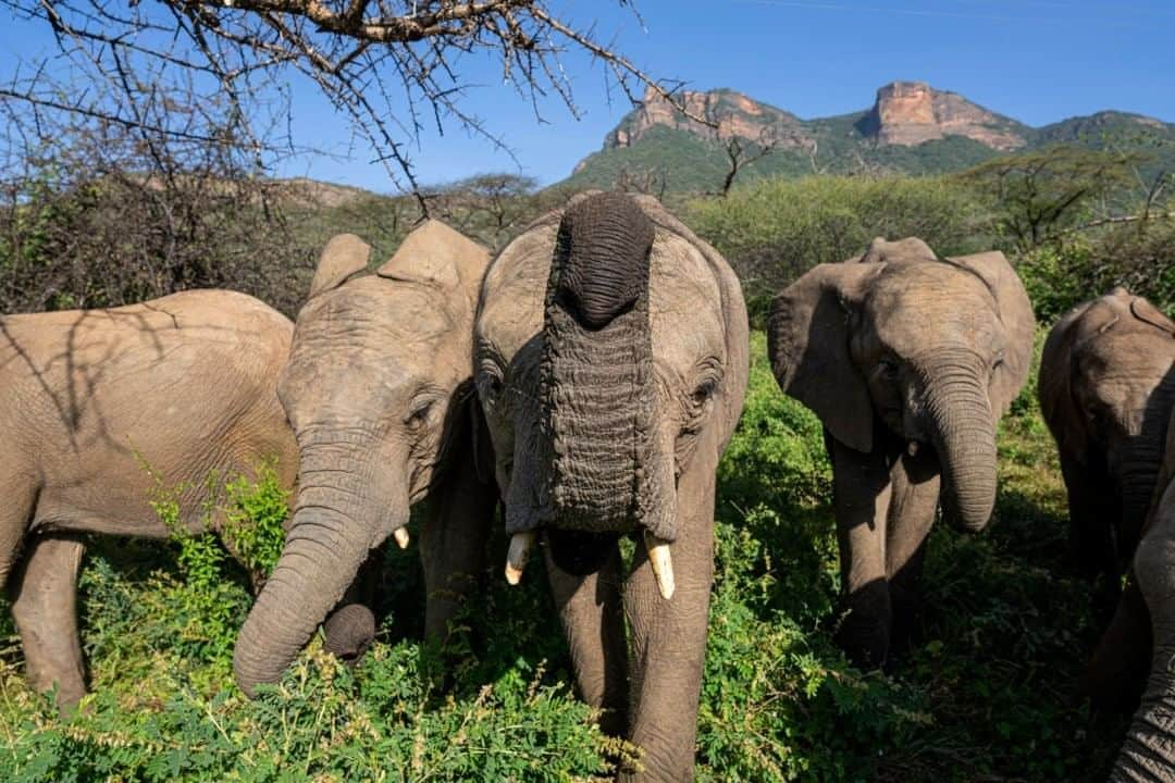 ナショナルジオグラフィックさんのインスタグラム写真 - (ナショナルジオグラフィックInstagram)「Photo by @amivitale  Happy World Elephant Day! Here, Kapai and her fellow orphans from Reteti Elephant Sanctuary (@r.e.s.c.u.e) graze in the Namunyak Wildlife Conservancy in northern Kenya. These baby elephants were rescued after being orphaned—some due to drought and environmental conditions, others due to poaching. They are under the care of wildlife keepers, who are recruited from the local community, until they are old enough to be released back into the wild.   @r.e.s.c.u.e is the first ever community-owned elephant sanctuary in Africa. What’s happening at @r.e.s.c.u.e is nothing less than the beginnings of a transformation, not only in the way humans relate to wild animals but also how we relate to one another. This oasis where orphans grow up, learning to be wild so that one day they can rejoin their herds, is a story as much about the elephants as it is about all of humanity.  Follow @amivitale and @r.e.s.c.u.e to learn more, including how to get involved. @conservationorg @kenyawildlifeservice @sandiegozoo @tusk_org @thephotosociety #protectelephants #elephants #stoppoaching #kenya #WorldElephantDay」8月13日 7時35分 - natgeo