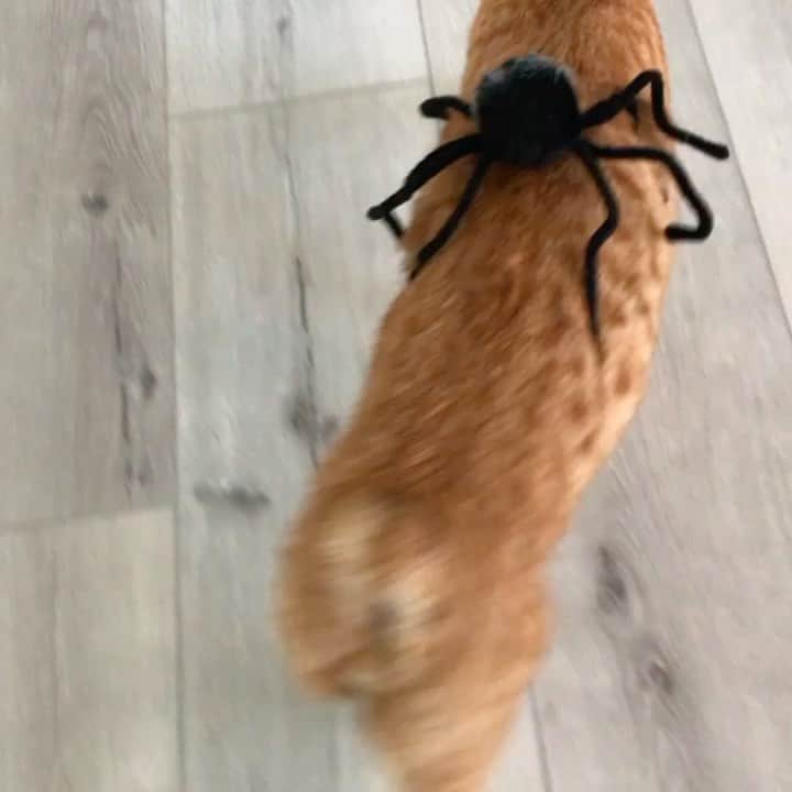 City the Kittyのインスタグラム：「My new bodyguard. 😹 #spider #famouscat」