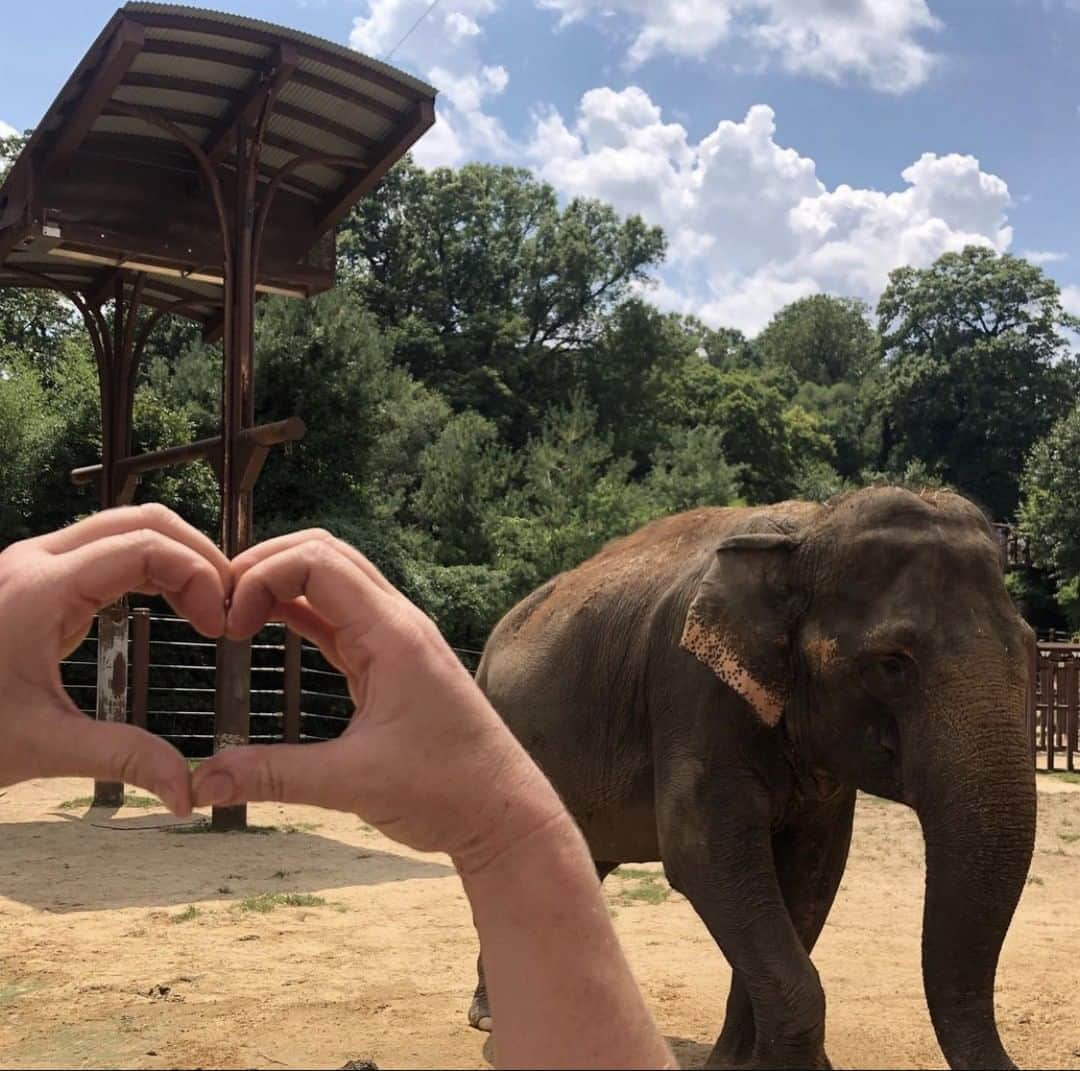 スミソニアン国立動物園さんのインスタグラム写真 - (スミソニアン国立動物園Instagram)「❤️🐘 *Think, Think, Think* The 🧠 of an elephant weighs between 9 and 13 pounds—three to four times larger than a human brain! Asian elephants have a great capacity to learn, and the animal care team helps keep their minds active through the Zoo's enrichment and husbandry training programs. #TonsOfLove」8月13日 7時57分 - smithsonianzoo