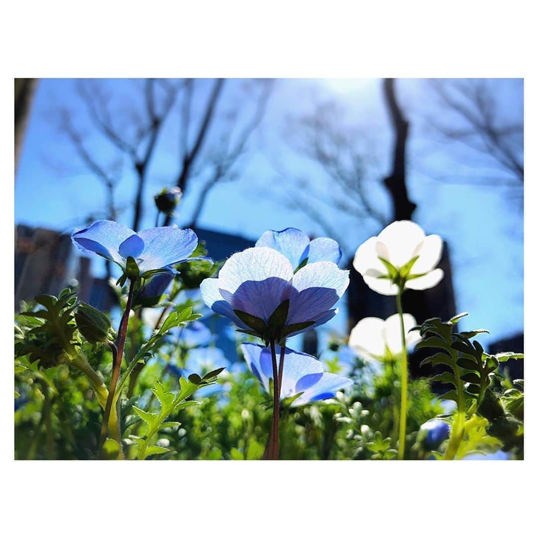 理絵さんのインスタグラム写真 - (理絵Instagram)「今日から新しい抗リウマチ薬を飲みます  大きな副作用もなく効いてくれるといいな  最近、夜寝る前に「免疫さん私を攻撃しないで昔みたいに守ってね🙏🏻」って本気で祈ってから寝ています  写真は3月に撮影したネモフィラです💙  #nemophila #ネモフィラ #flowers #flower #fiore #꽃 #花 #関節リウマチ #tokyo #japan」8月13日 8時24分 - ____rie____
