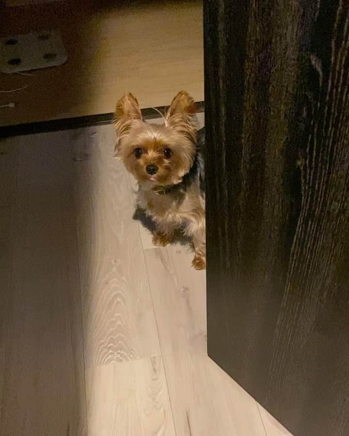 のインスタグラム：「ドアを開けたら👅  #yorkie #yorkshireterrier #ヨーキー #ヨークシャテリア」