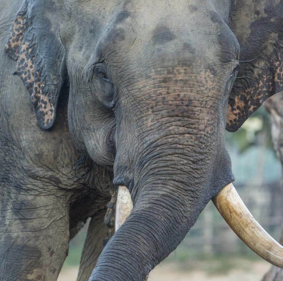 スミソニアン国立動物園さんのインスタグラム写真 - (スミソニアン国立動物園Instagram)「🐘 For decades, Smithsonian Conservation Biology Institute scientists have traveled to Myanmar to study Asian elephants, a species threatened by poaching, habitat loss + human-elephant conflict. 🎥 Watch our #FieldInFocus videos: s.si.edu/2Ctb0Ao. (Link in bio.) #TonsOfLove」8月13日 8時36分 - smithsonianzoo