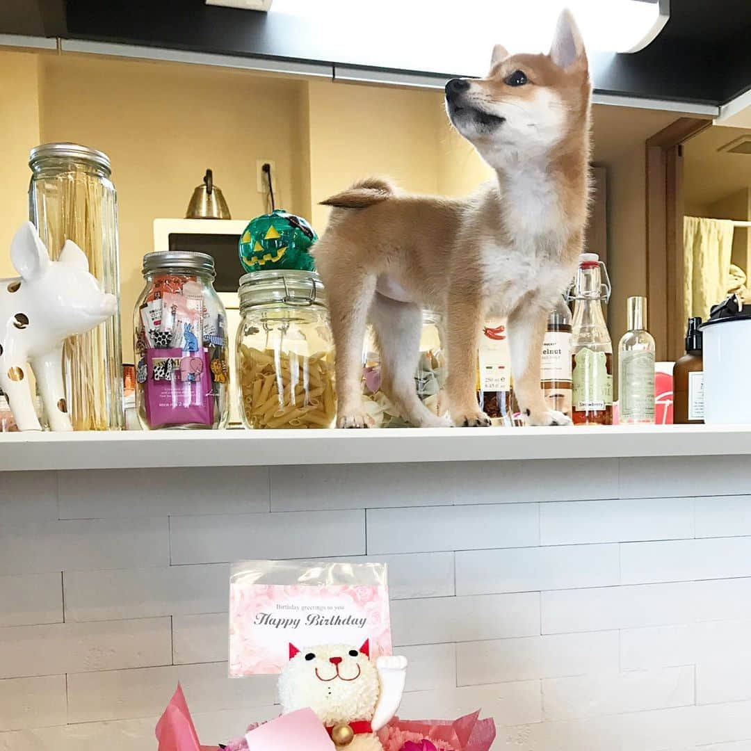 豆柴にこちゃんさんのインスタグラム写真 - (豆柴にこちゃんInstagram)「🐶 おはよー まだupしたことなかったかもしれない、 お蔵入りパピーにこ写真。 . 顔細いねー #プレイバックにこ . . せっかく夏休みなのに 目覚まし解除し忘れで早起きしてしまった💦 . せっかく快晴なのに 暑くて出かけられない😂 . #柴犬#豆柴#pecoいぬ部#犬#shibastagram#petstagram#犬#犬のいる暮らし#shibainu#dog#mameshiba#pecotv#いぬのきもち部#しばいぬ#しばけん#こいぬ#シバイヌ#狗#ペット#子犬#puppy#pet#시바견#강아지#개#instacute#barked#9gag#9gagpets」8月13日 8時43分 - nikochan.mame48