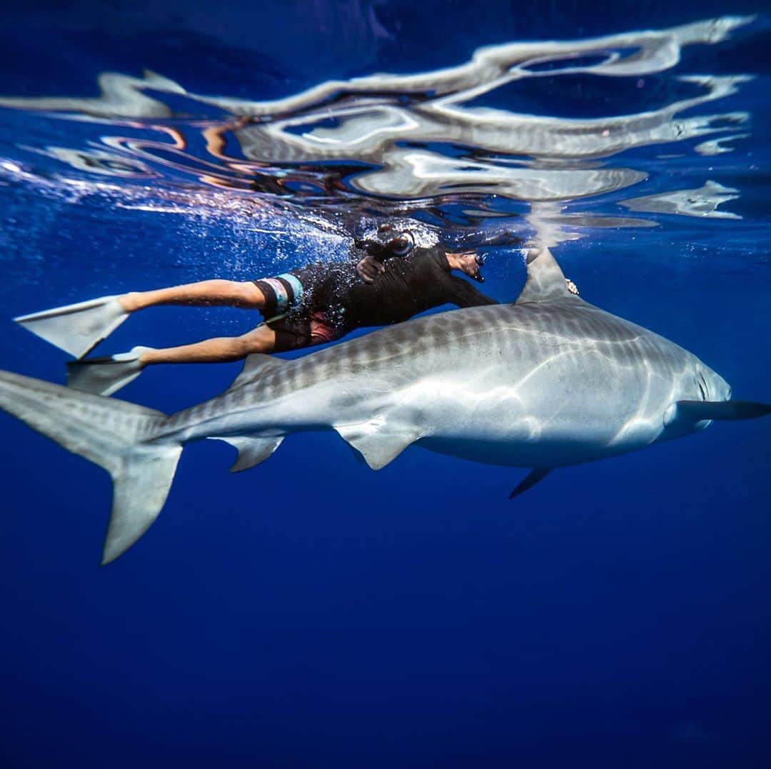 クラーク・リトルさんのインスタグラム写真 - (クラーク・リトルInstagram)「Shark week! Nikki always warm and welcoming💯🦈🤙🏼💙 #tigershark #clarklittle 🆑 Photo @juansharks」8月13日 8時53分 - clarklittle