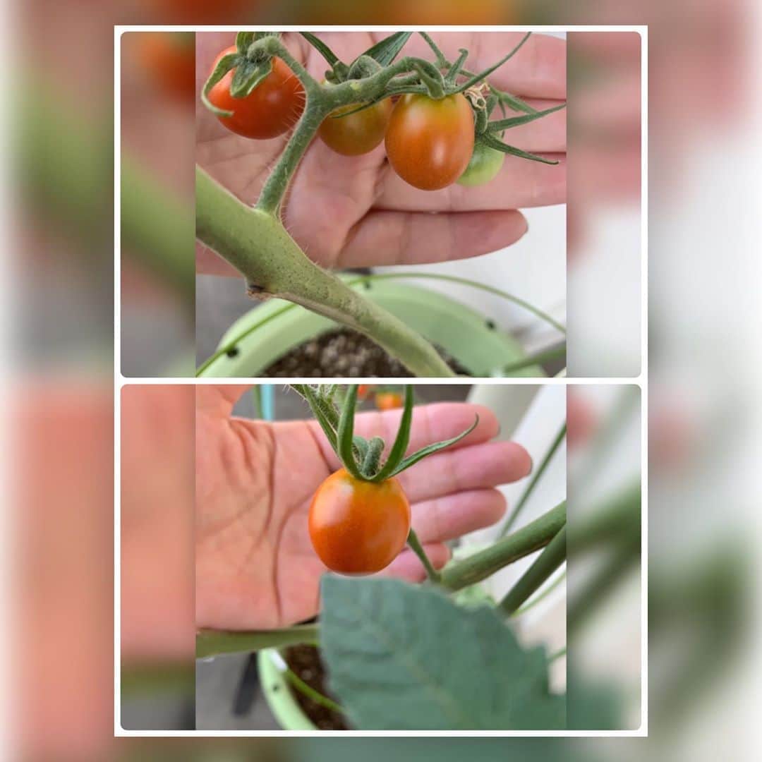 中澤裕子のインスタグラム：「🍅🍅 娘が学校から分けてもらったトマト。 やっとやっと色付いてきた！ 実が付くまでは以外と 早くて喜んだけど 全然赤くならなくて心配だったな。  娘のトマトっていうだけで 愛情注ぎたくなる お世話は私🥰 食べるのを楽しみにしてるのは トマト好きの弟🥰  #プチトマト #まもなく収穫かな」
