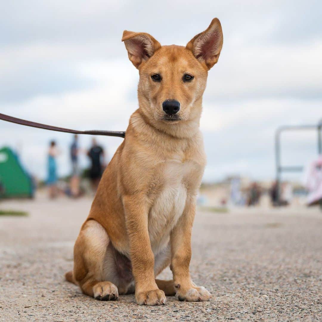 The Dogistさんのインスタグラム写真 - (The DogistInstagram)「Moose & Milo, Shepherd/Golden Retriever mix & Dachshund/Chihuahua mix (4m & 8 y/o), Falmouth Heights Beach, Falmouth, MA • “Milo only likes apples and green beans and is all bark, no bite. Moose was found on the road in Tennessee covered in fleas ‘hitchhiking’. They were already doing a dog transport and they just picked him up with a belly full of worms. He’s my fourth rescue.” A rescue via @eastcoastcaninerescue」8月13日 9時07分 - thedogist
