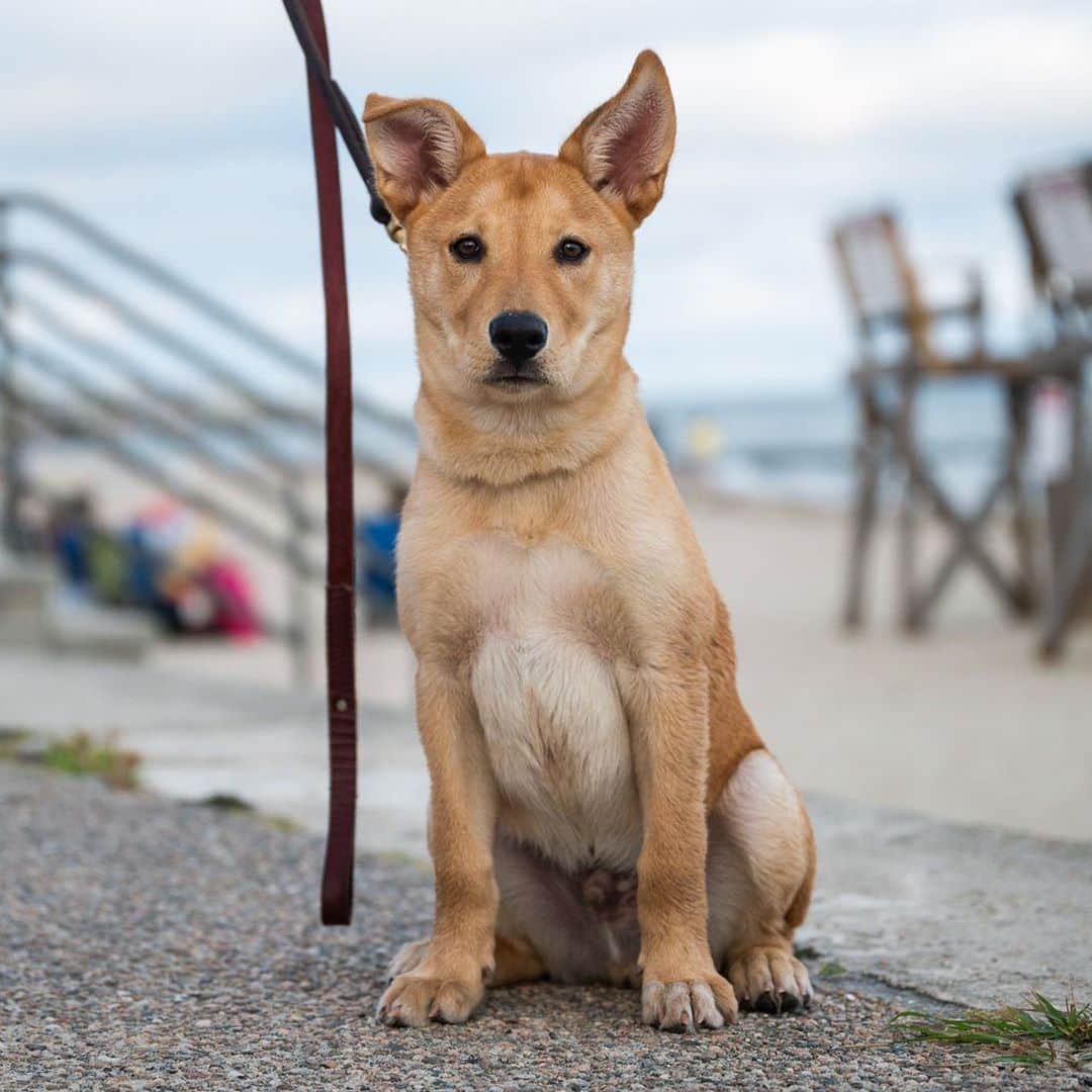 The Dogistさんのインスタグラム写真 - (The DogistInstagram)「Moose & Milo, Shepherd/Golden Retriever mix & Dachshund/Chihuahua mix (4m & 8 y/o), Falmouth Heights Beach, Falmouth, MA • “Milo only likes apples and green beans and is all bark, no bite. Moose was found on the road in Tennessee covered in fleas ‘hitchhiking’. They were already doing a dog transport and they just picked him up with a belly full of worms. He’s my fourth rescue.” A rescue via @eastcoastcaninerescue」8月13日 9時07分 - thedogist
