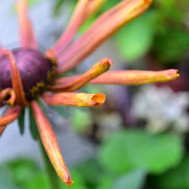 LOVEGREEN -植物と暮らしを豊かに。さんのインスタグラム写真 - (LOVEGREEN -植物と暮らしを豊かに。Instagram)「［トゥデイズプランツ］ . 編集部目線の植物の魅力や、さりげなく日常に溶け込む植物と一緒に管理のコツをご紹介します。 . ---エキベキア・エレクトラ ショック--- エキベキアは、「ルドベキア」と「エキナセア」を交配して作られた新しい植物です。今回ご紹介するエレクトラショック以外にもいくつか品種があります。 . 新しくできる植物は、それぞれの「いいとこどり」をして魅力的な特徴を出すように作られます。エキベキア・エレクトラ ショックは、エキナセアの丈夫さとルドベキアの花つきのよさ、大輪などの特徴が出ていて、見た目はルドベキアに近い雰囲気です。 . <管理ポイント> 育てる場所：日当たりと風通しが良い場所 育て方のコツ：終わった花は摘み取る 特徴：長い開花期間、気温によって花色が変化 . ------------------------------------ . 花の開花期間が初夏から晩秋まで長く咲く宿根草です。切り花でも楽しめます。夏の庭に取り入れてみませんか☺️？ . LOVEGREENでは、「トゥデイズフラワー」や「トゥデイズプランツ」など、ちょっぴりマニアックな編集部目線の植物の魅力を連載中！ . ぜひ、プロフィールのURLからご覧ください💐 . #エキベキア #ルドベキア #エキナセア #ガーデニングライフ #ガーデニング大好き #ベランダガーデニング #庭の花 #小さな庭 #花壇 #庭いじり#庭のある生活 #庭のある家 #庭を楽しむ #庭が好き #花 #花のある暮らし #花が好き #花のある生活 #シンプルな暮らし #シンプルライフ #暮らしを楽しむ #日々の暮らし #賃貸暮らし #植物 #植物のある暮らし #植物のある生活 #植物と暮らす #季節の花 #花に癒される」8月13日 9時00分 - lovegreen_official