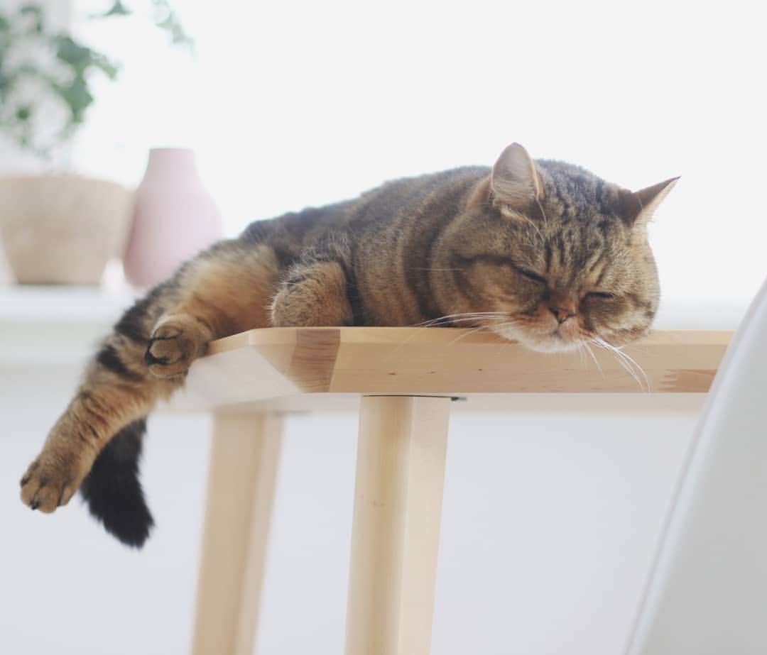 寅次郎（とらちゃん）さんのインスタグラム写真 - (寅次郎（とらちゃん）Instagram)「☆ 午前中はこのテーブルで寝るのが気に入ってるにゃんよ💤 . 時間帯によって寝る場所を変えてます。😸 . . #フリースタイル寝相選手権 #cat #instagramjapan #cute #にゃんだふるらいふ #無敵の親バカ同盟#にゃんすたぐらむ#ペコねこ部 #ねこ #猫 #猫のいる暮らし #igersjp #meow #gato #ふわもこ部 #エキゾチックショートヘア #貓 #catsofinstagram #ねこすたぐらむ  #catsofday #可愛い #cute #ねことの暮らし」8月13日 9時11分 - torachanthecat