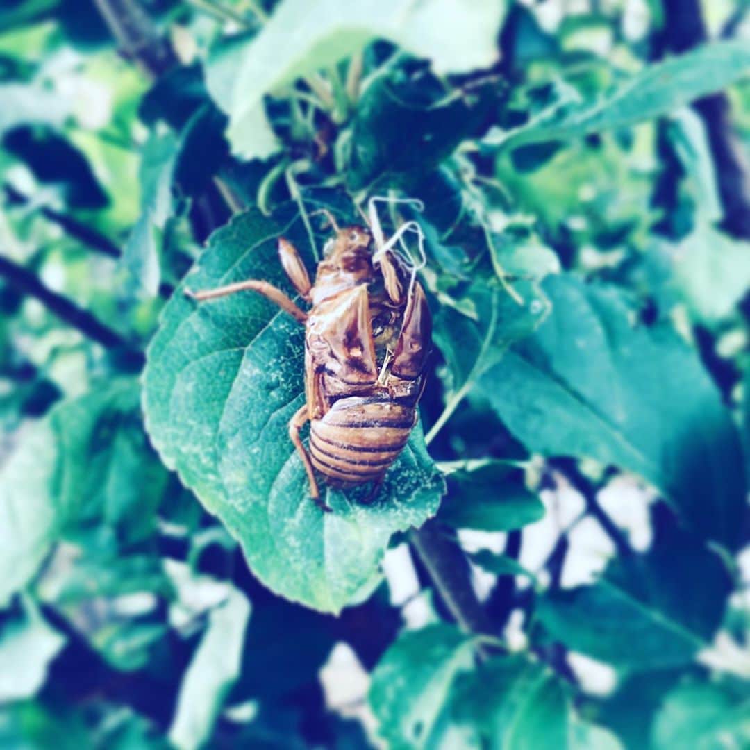 中野敬久さんのインスタグラム写真 - (中野敬久Instagram)「#セミ #抜け殻 #cicada #shell #hope #life」8月13日 9時16分 - hirohisanakano
