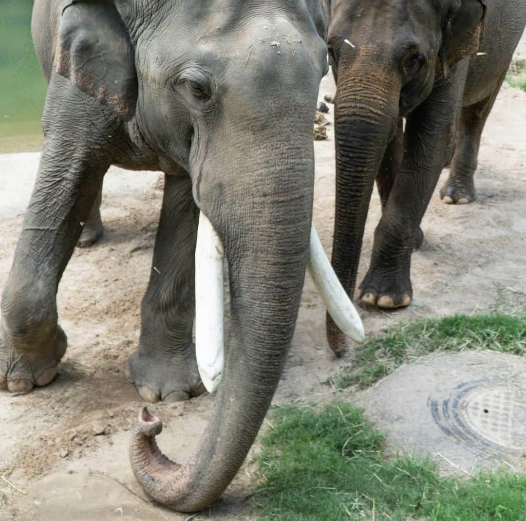 スミソニアン国立動物園のインスタグラム